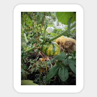 Green pumpkin in the garden Sticker